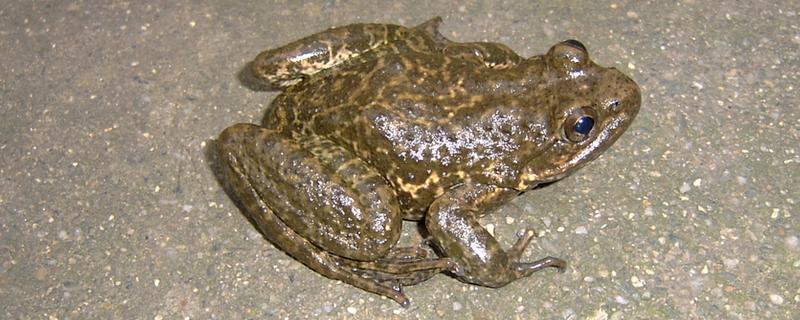 石蛙吃什么食物，分布在哪里 石蛙图片 野生石蛙喜欢吃什么