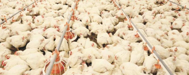 肉鸡各日龄温度和湿度表，肉鸡和土鸡有什么差别