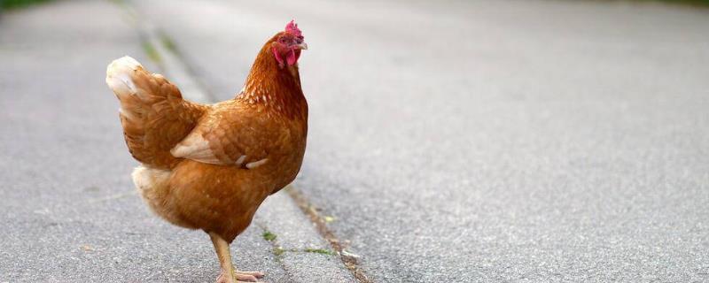 鸡一般可以饿几天,鸡吃泡沫有没有危害