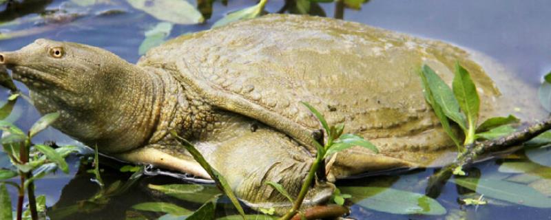 在家里如何养甲鱼,养甲鱼需要什么条件