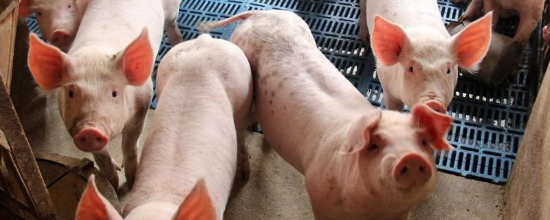 非洲猪瘟最简单的辨认方法,是如何传播的