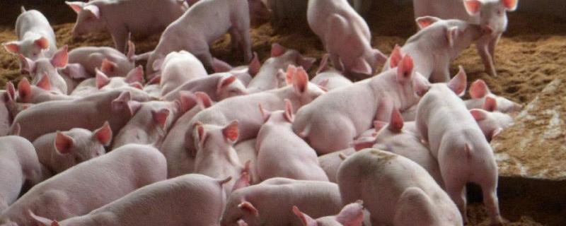 饲料呕吐毒素检测国家标准,饲料呕吐毒素超标的危害有哪些