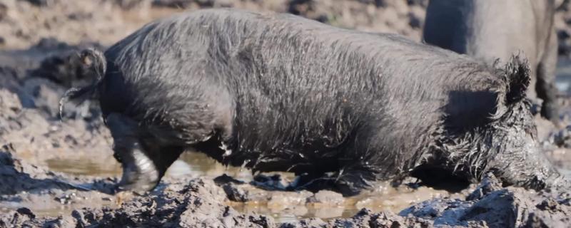 防止野猪吃庄稼的方法,野猪一般在什么时间段出来活动