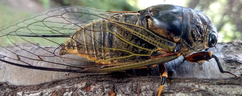 人工养蝉周期,种什么树合适