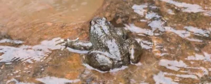 野生石蛙是几级保护动物，附分布范围