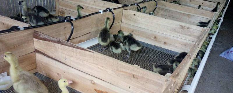 小鹅要怎么养成活率100,如何区分公母