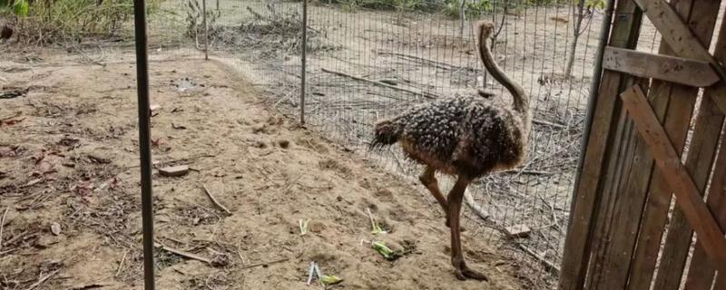 鸵鸟可以私人饲养吗,附养殖方法