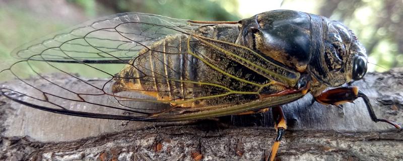 养蝉怎么养，金蝉卵枝如何采集（金蝉卵枝怎么培育）