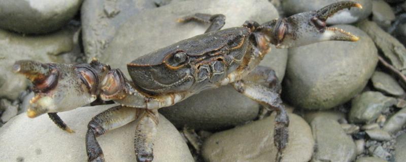 螃蟹产卵了放在哪里养,螃蟹一般在什么时候出来活动