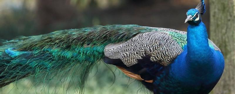 蓝孔雀养殖需要办理什么证件,附养殖条件和方法