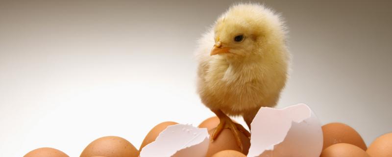 种蛋低于几度会死亡，种蛋保存温度是多少
