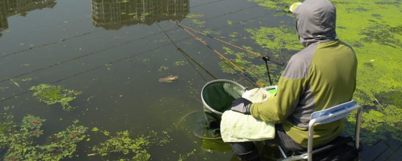什么鱼吃泥鳅，泥鳅打窝怎么打 什么鱼吃泥鳅鱼钩怎么绑