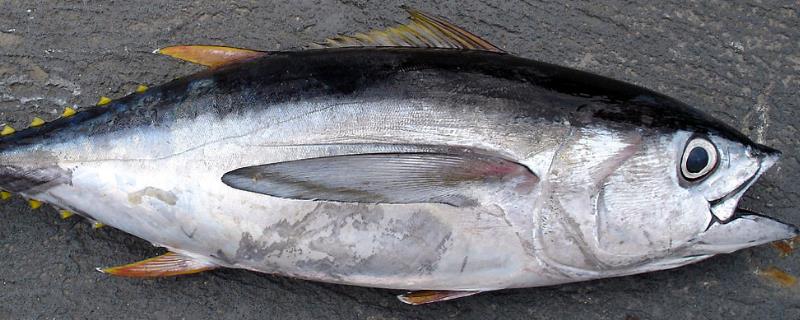 金枪鱼的活动方法，吃什么食物为主 金枪鱼的活动方法,吃什么食物为主呢