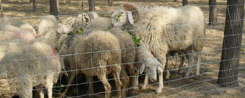 羊圈护栏上下尺寸，羊圈用什么消毒（羊圈护栏多高尺寸合理）