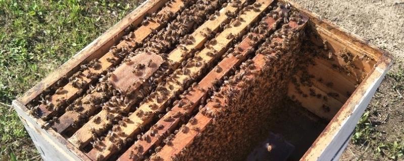 蜂箱上面为什么要盖布,蜂箱有蚂蚁怎么消灭