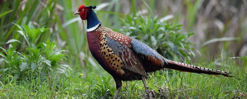 野鸡长什么样，附生活环境及特征 野鸡长什么样子?