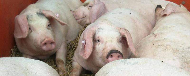 母猪产后怎样护理如何饲喂,产仔后不吃食怎么办