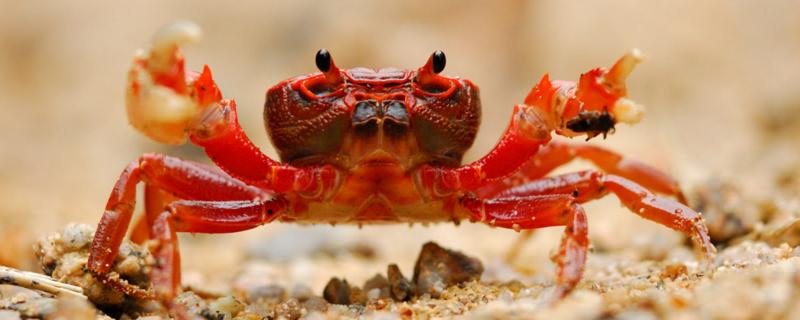 河蟹能活多久，以什么为食 河蟹能活多长时间
