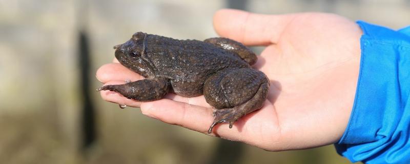 石蛙怎么保存不会死,附野生石蛙的特征