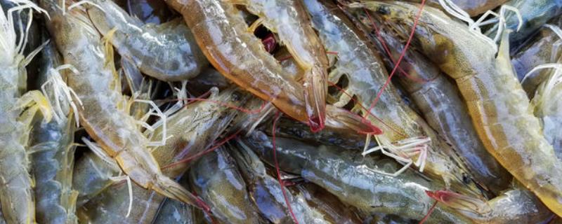 虾养殖方法和环境 家养小龙虾养殖方法和环境