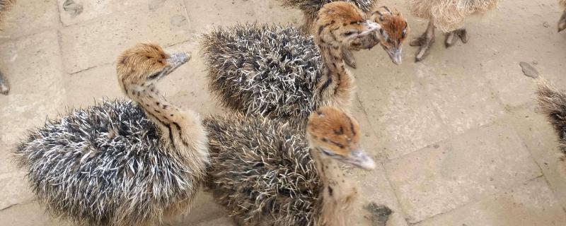 鸵鸟要养几年才成年,怎么养(鸵鸟几年能养成成年)