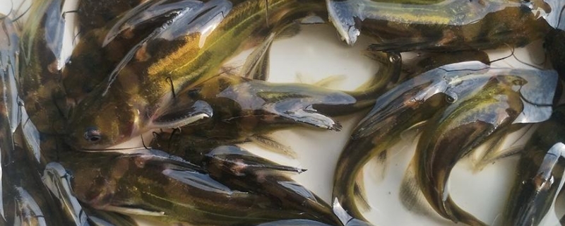 养殖黄骨鱼要什么条件，吃什么饲料 黄骨鱼养殖需要什么条件