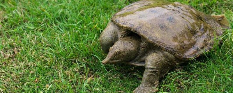 甲鱼能深水养吗,养殖需要什么条件