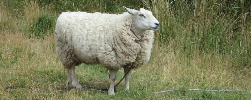 羊的品种，养殖周期是多长（养羊繁殖周期）