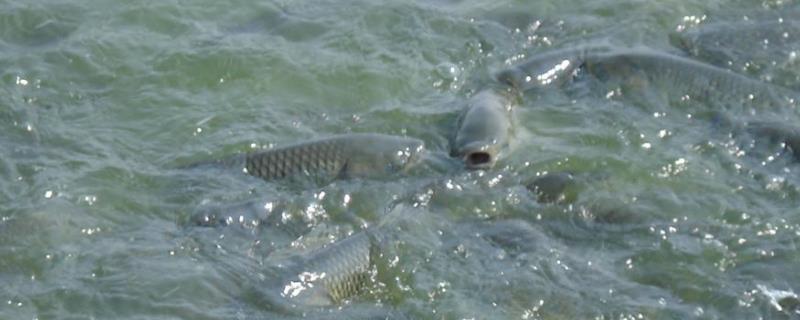 承包鱼塘挣钱吗,一亩鱼塘放四大家鱼苗的比例