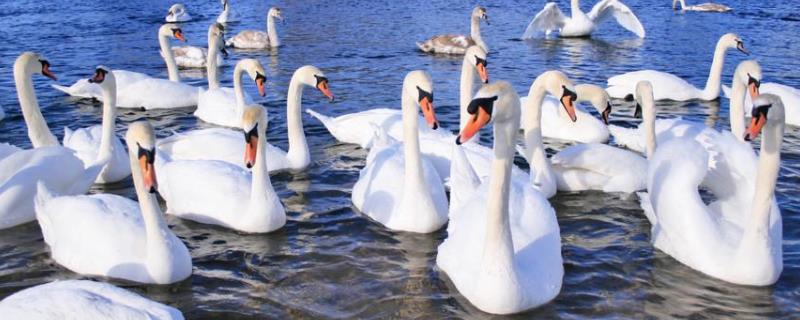 天鹅破壳要多久,天鹅寿命最长多少年