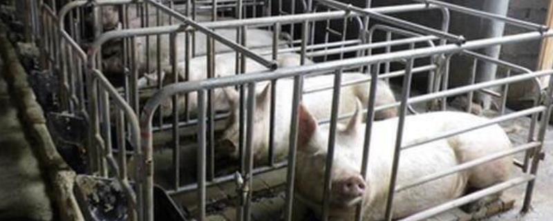 养猪成本，300斤猪的猪笼的尺寸 500斤猪笼子尺寸