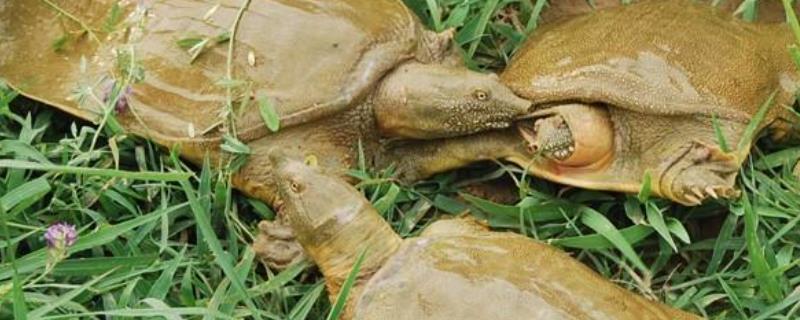 甲鱼生长周期，买回来在家怎么养（甲鱼生长周期,买回来在家怎么养好）