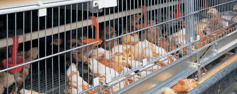鸡笼怎么搭建，2米鸡笼养多少只鸡 鸡笼多少钱一个一米二的