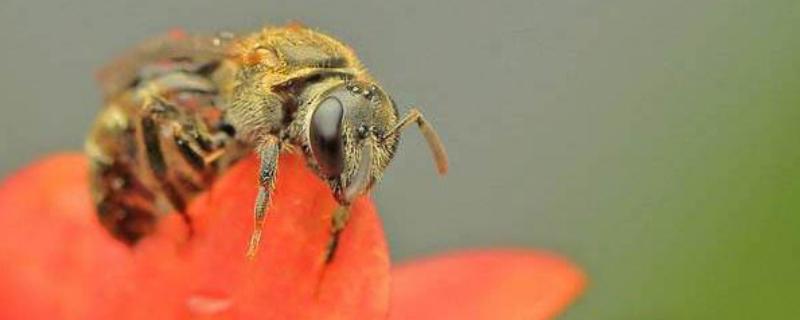 隧蜂的特点，天敌是什么（隧蜂的天敌是什么?）