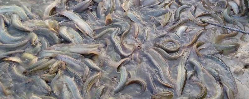 泥鳅苗饲养方法,为什么养泥鳅十养九亏