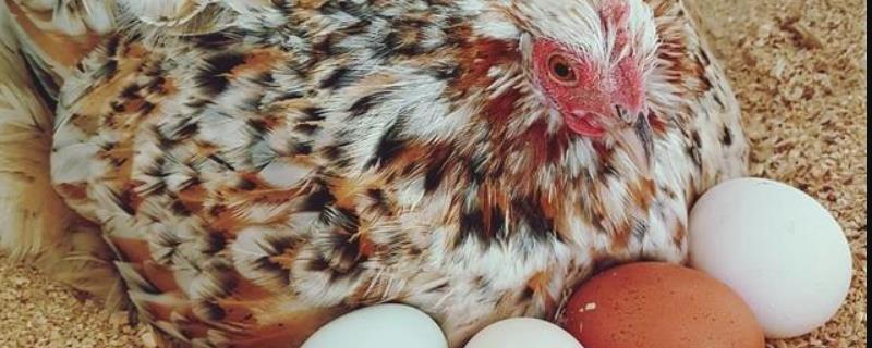 温水孵小鸡方法,孵小鸡要多少天(温水孵小鸡方法,孵小鸡要多少天才能出壳)