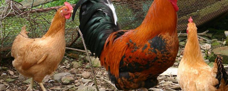 小型土鸡品种（大型土鸡有哪些品种）