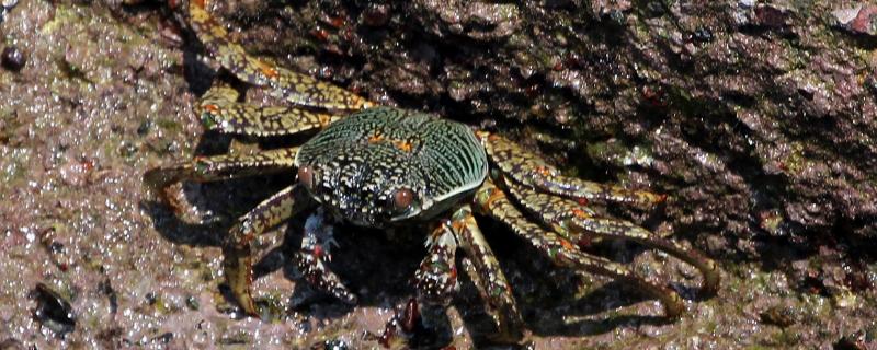 螃蟹蜕壳前兆，脱壳会被同类吃掉吗 螃蟹蜕壳会动吗
