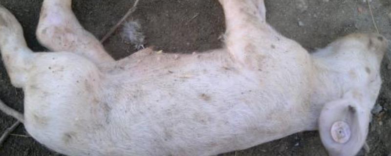 出生仔猪得口蹄怎么办，附症状 出生仔猪口蹄疫的症状