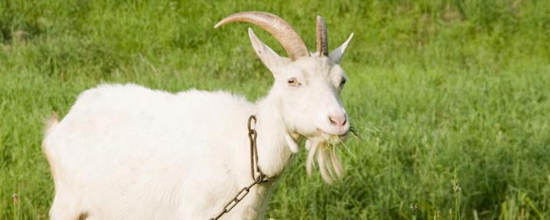 羊的七个特点，繁殖最快的羊（羊的繁殖力）