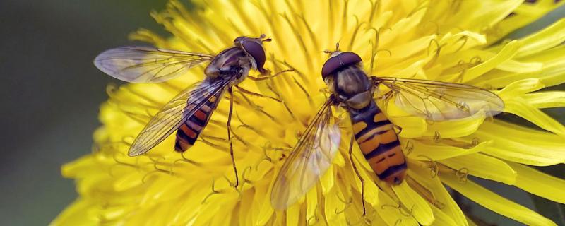 蜂的种类图片和名称（蜂图片大全介绍 种类）