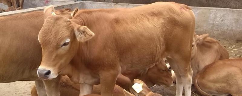 牛的毛重计算方法，牛出肉率是多少 牛的毛重测量方法