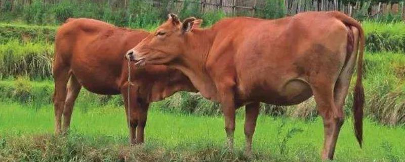 牛吃土缺啥微量元素，牛吃铁的症状 牛吃土缺什么维生素