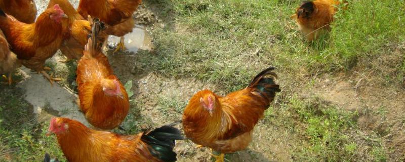 鸡用土霉素的作用和主治，附用量 鸡用土霉素的作用和主治,附用量是多少?