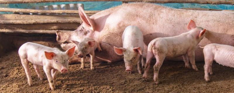 仔猪几天打伪狂犬疫苗,伪狂犬疫苗稀释后几个小时可以用