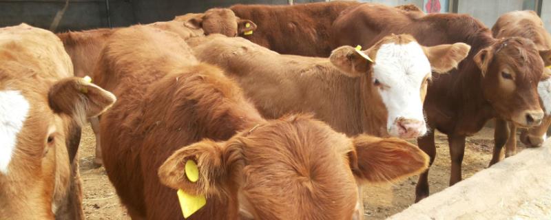 牛掉毛是什么原因?,怎么治疗 牛掉毛是怎么回事?