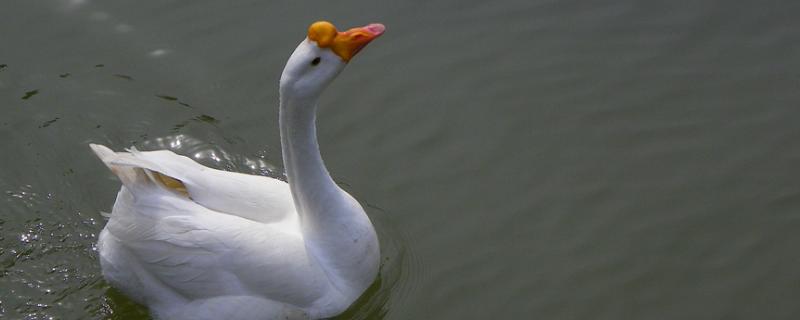 鹅的品种 鹅的品种哪种品种好
