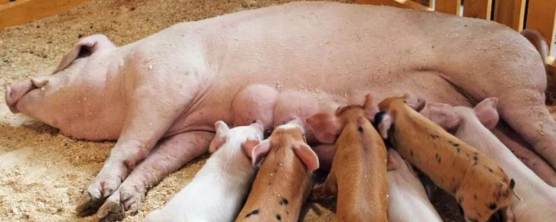母猪应激喘怎么办，用什么药治疗好 母猪应激反应怎么治疗