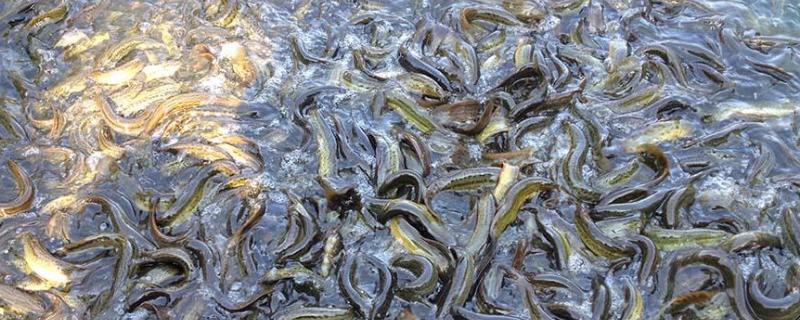 为什么不能用泥鳅打窝,泥鳅打窝的危害