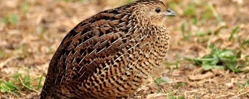 新手如何养鹌鹑 鹌鹑的养殖方法如何养鹌鹑